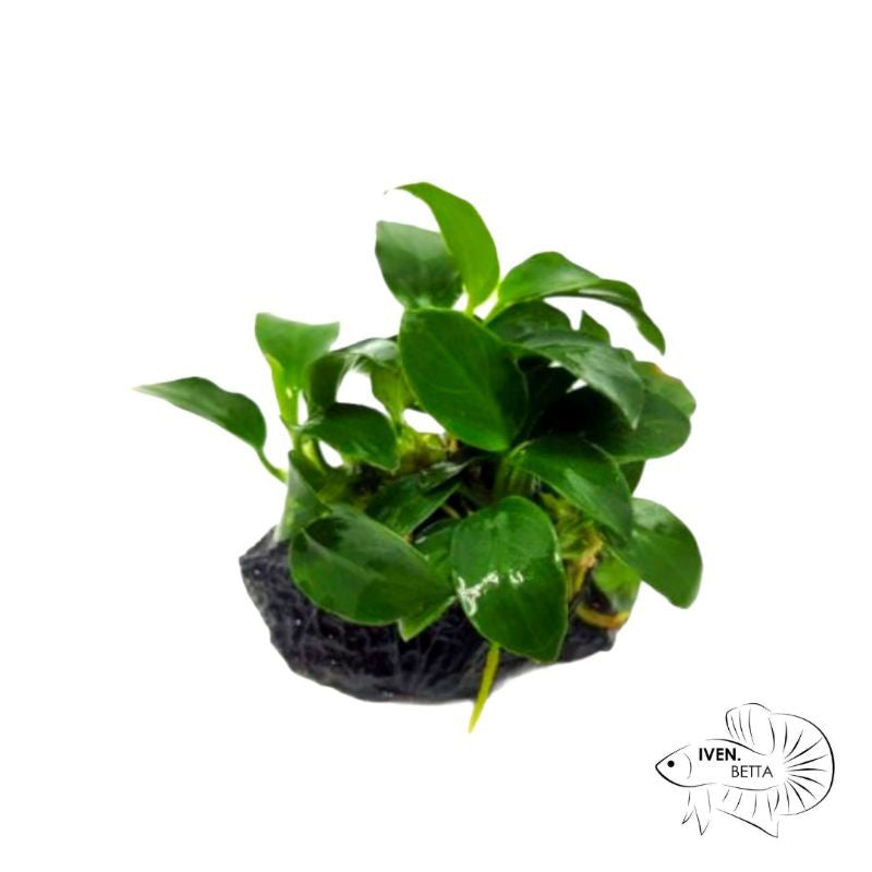 Anubias Barteri var. Petite Nana