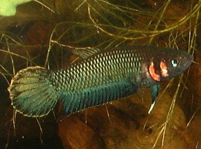 Betta Foerschi