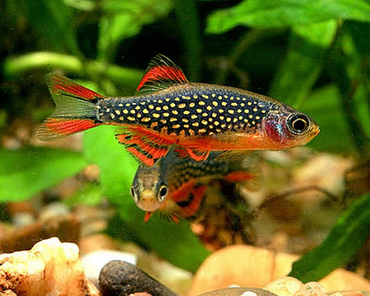 Danio Margaritatus