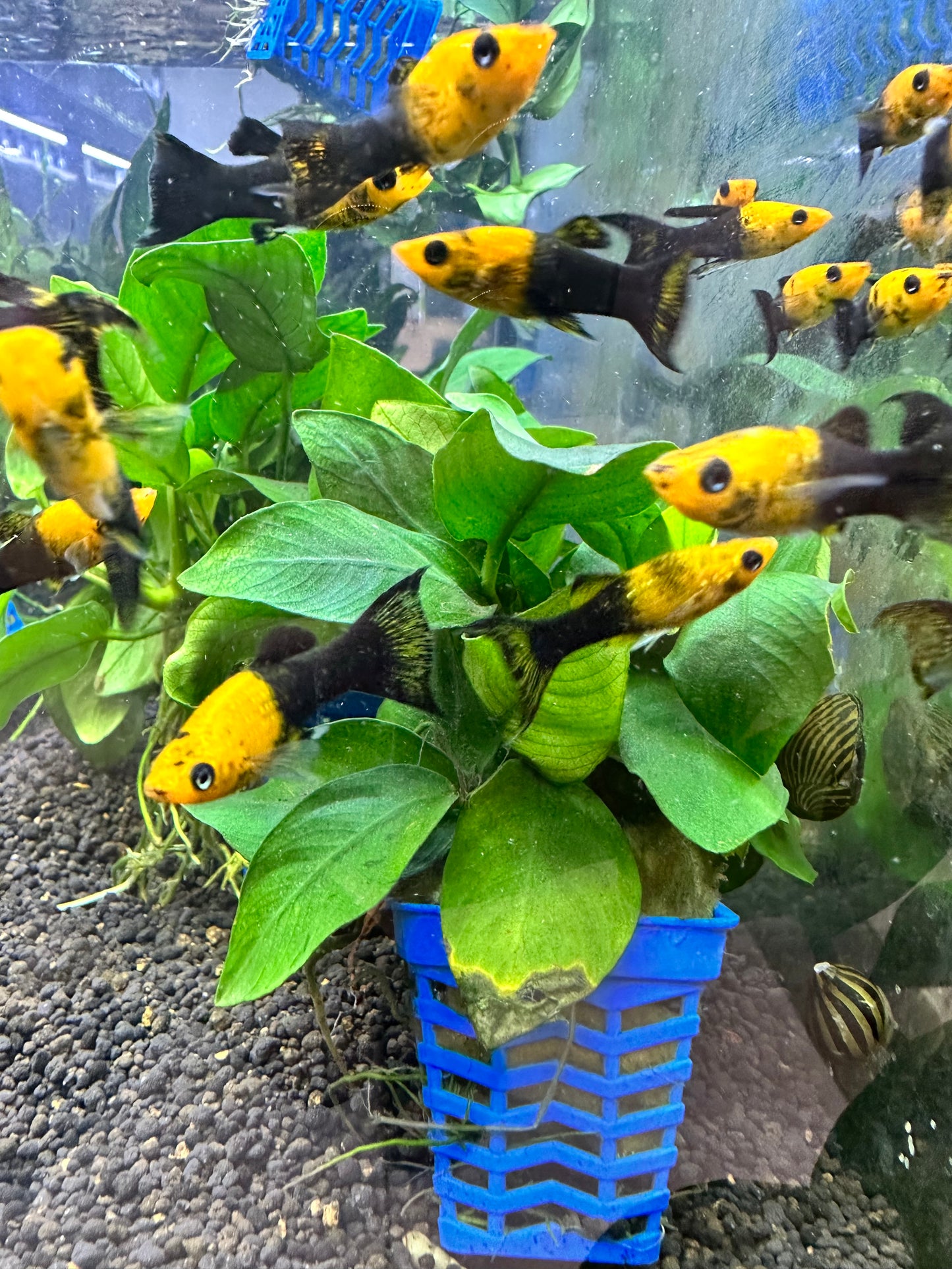 Anubias Barteri var. Nana