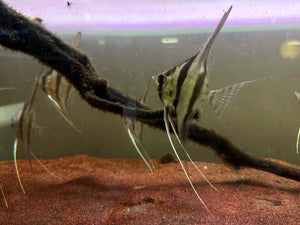 Pterophyllum Altum 'F1'