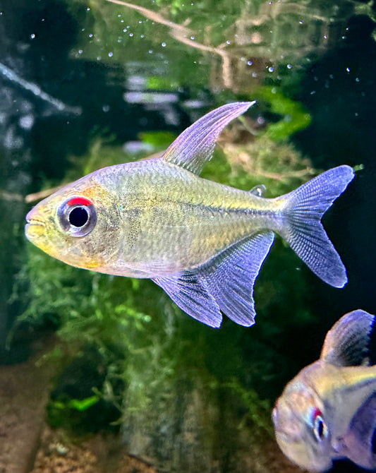 Moenkhausia Pittieri