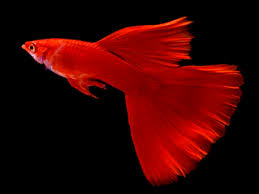 Poecilia Reticulata 'Albino Full Red'