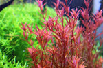 Rotala H'ra