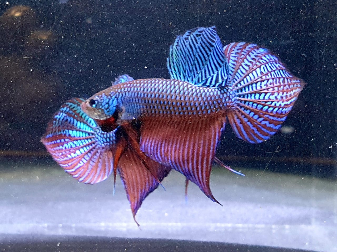 Betta Smaragdina