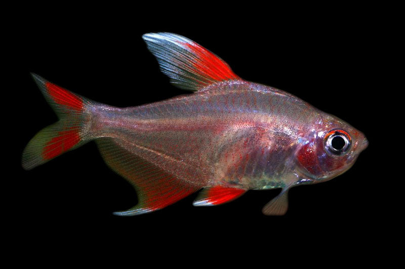 Hyphessobrycon Rosaceus