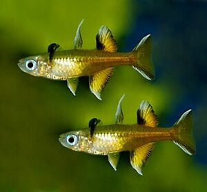 Pseudomugil Signifer