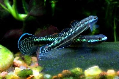 Stiphodon Atropurpureus